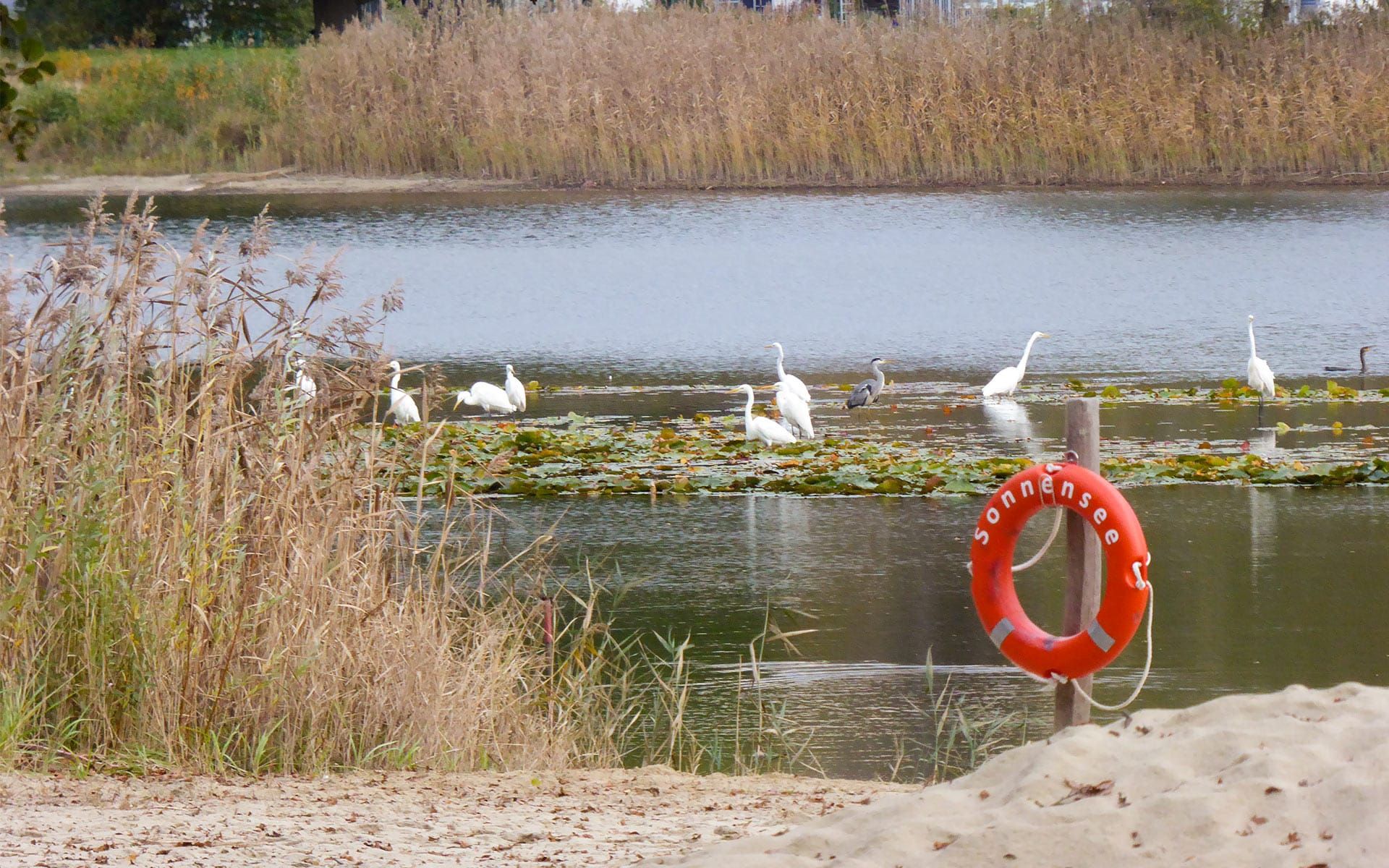 Reiher