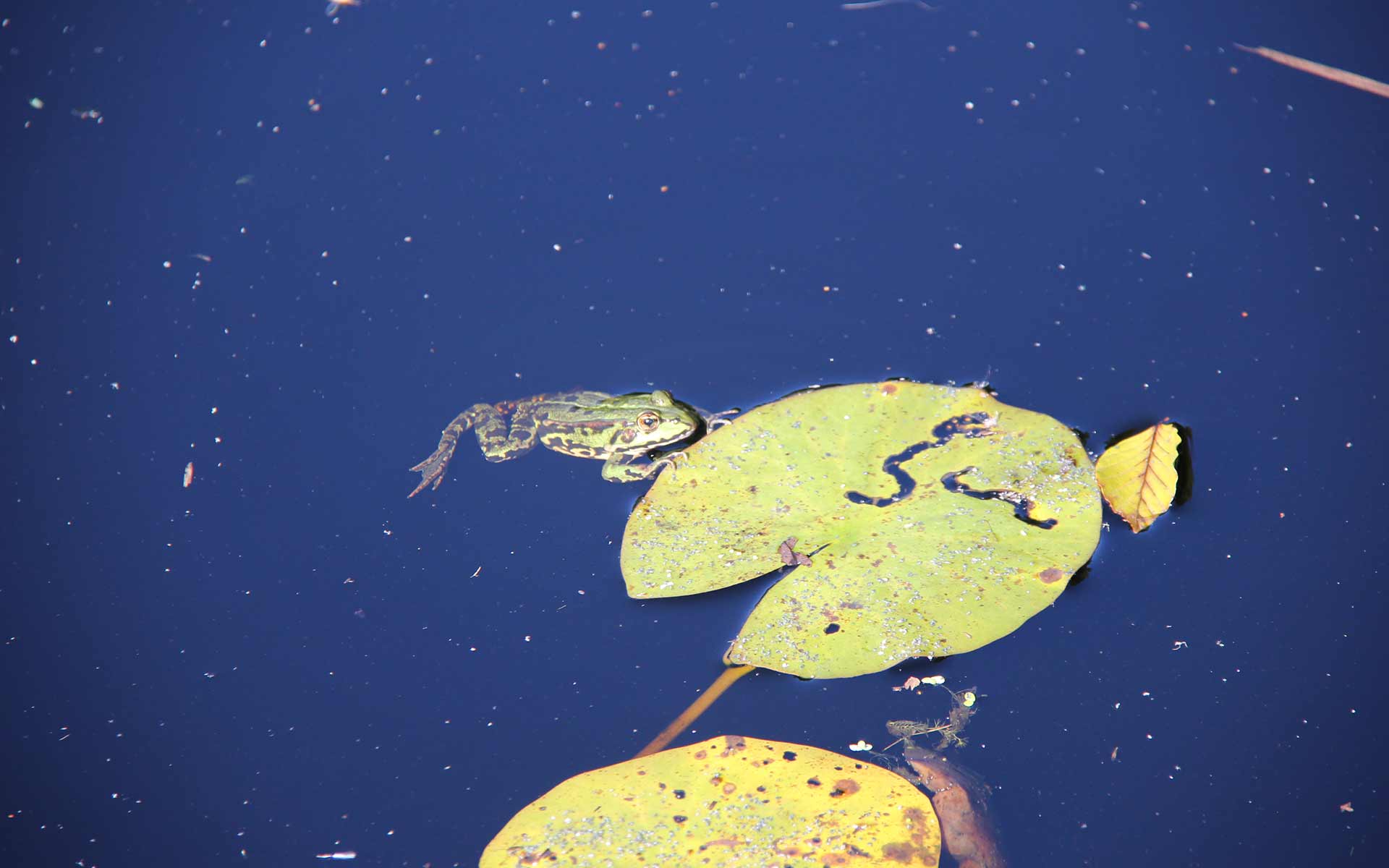 Frosch Sonnensee Hannover