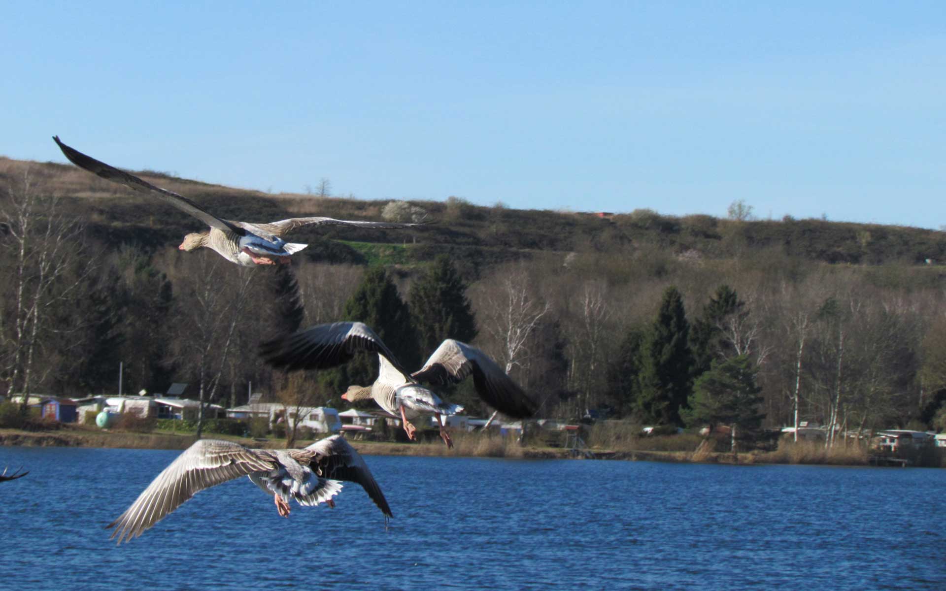 Gänse Sonnensee Hannover