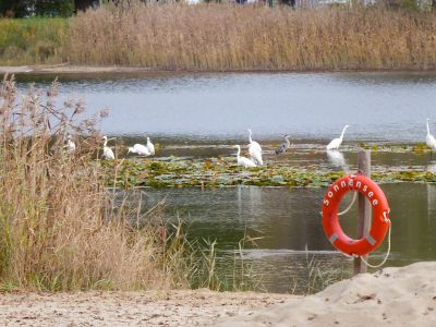 Reiher am Sonnensee