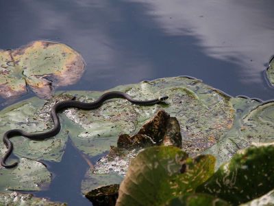 Sonnensee Schlange
