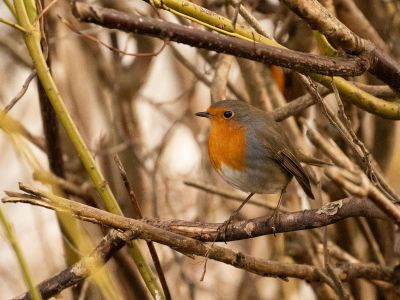 Rotkehlchen Sonnensee