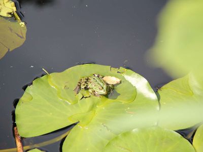 Frosch am Sonnensee