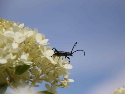 Insekten Sonnensee