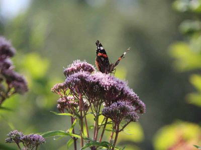 Schmetterling Sonnensee